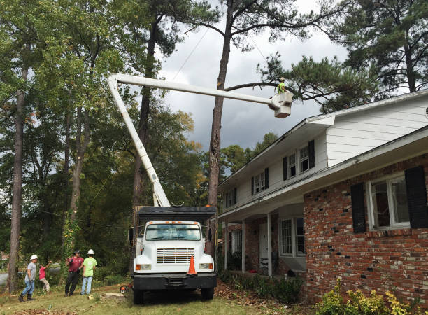 Best Utility Line Clearance  in Chadron, NE